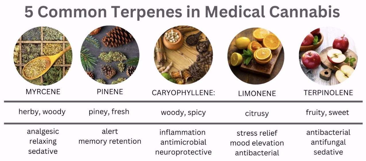 5 common terpenes in medical cannabis